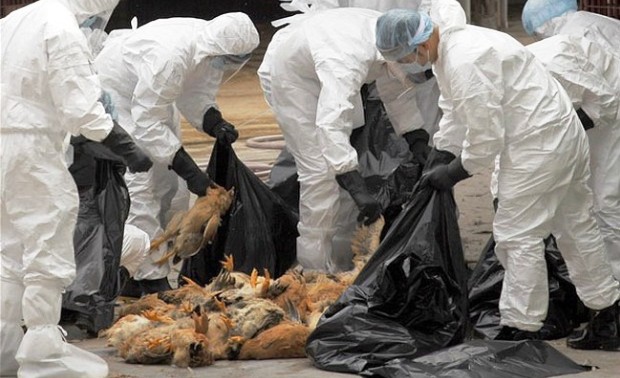 La grippe aviaire en Guinée: les aviculteurs appellent l'Etat au secours
